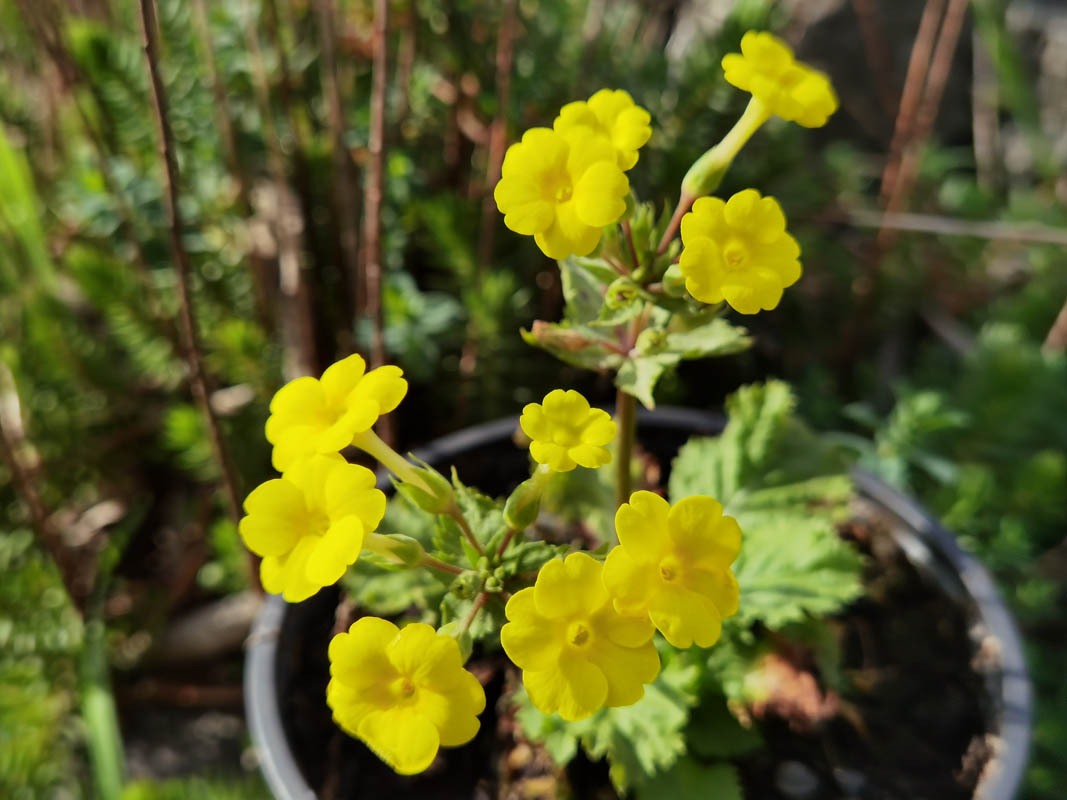 Primula x kewensis photo